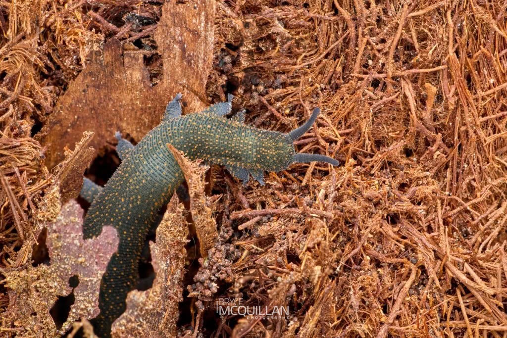 Peripatoides sympatrica, Peripatopsidae, photographed in New Zealand by Bryce McQuillan