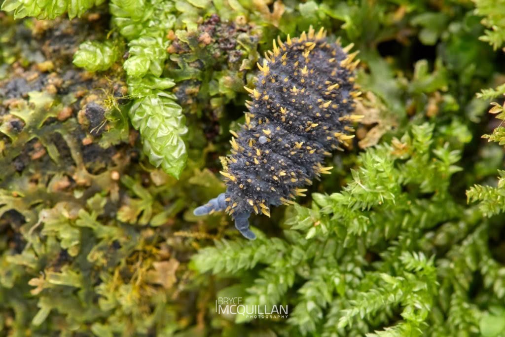 Holacanthella duospinosa, Brachystomellidae, photographed in New Zealand by Bryce McQuillan