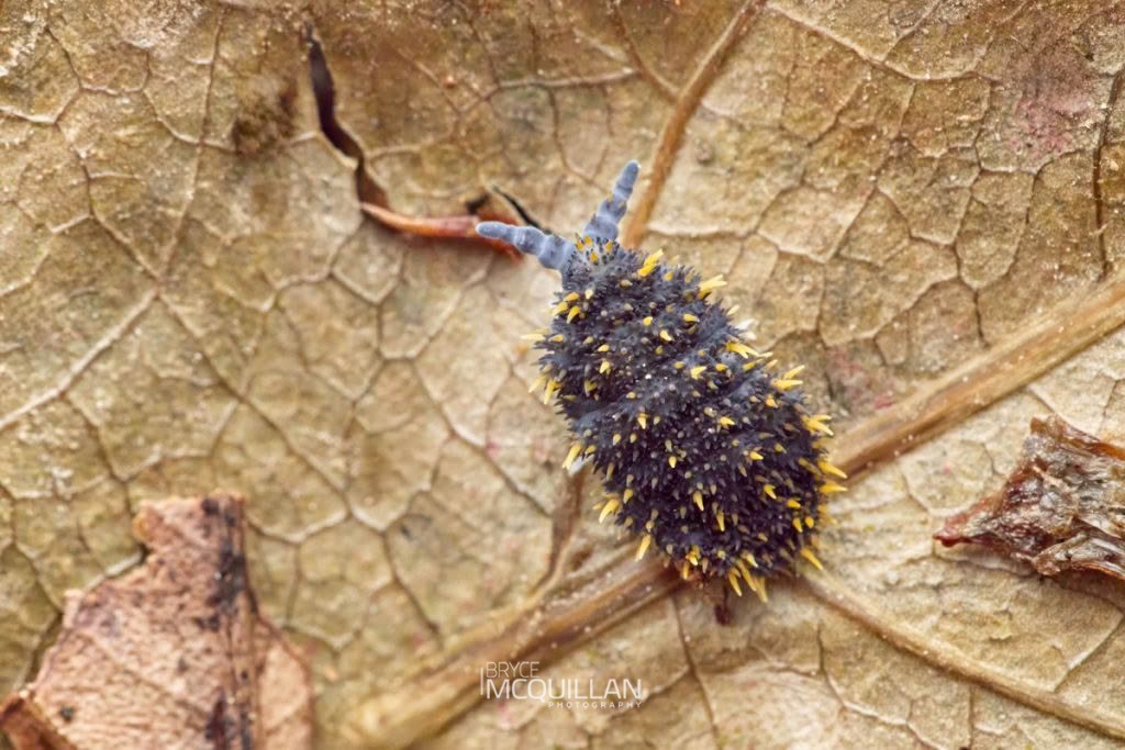 Holacanthella duospinosa, Brachystomellidae, photographed in New Zealand by Bryce McQuillan