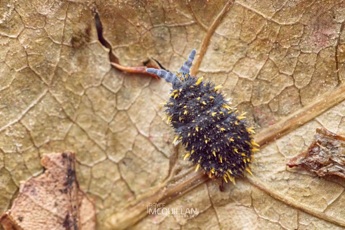 Holacanthella duospinosa, Brachystomellidae, photographed in New Zealand by Bryce McQuillan