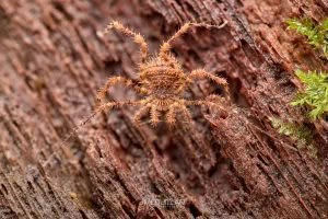 Triregia spp, Triaenonychidae, photographed in New Zealand by Bryce McQuillan