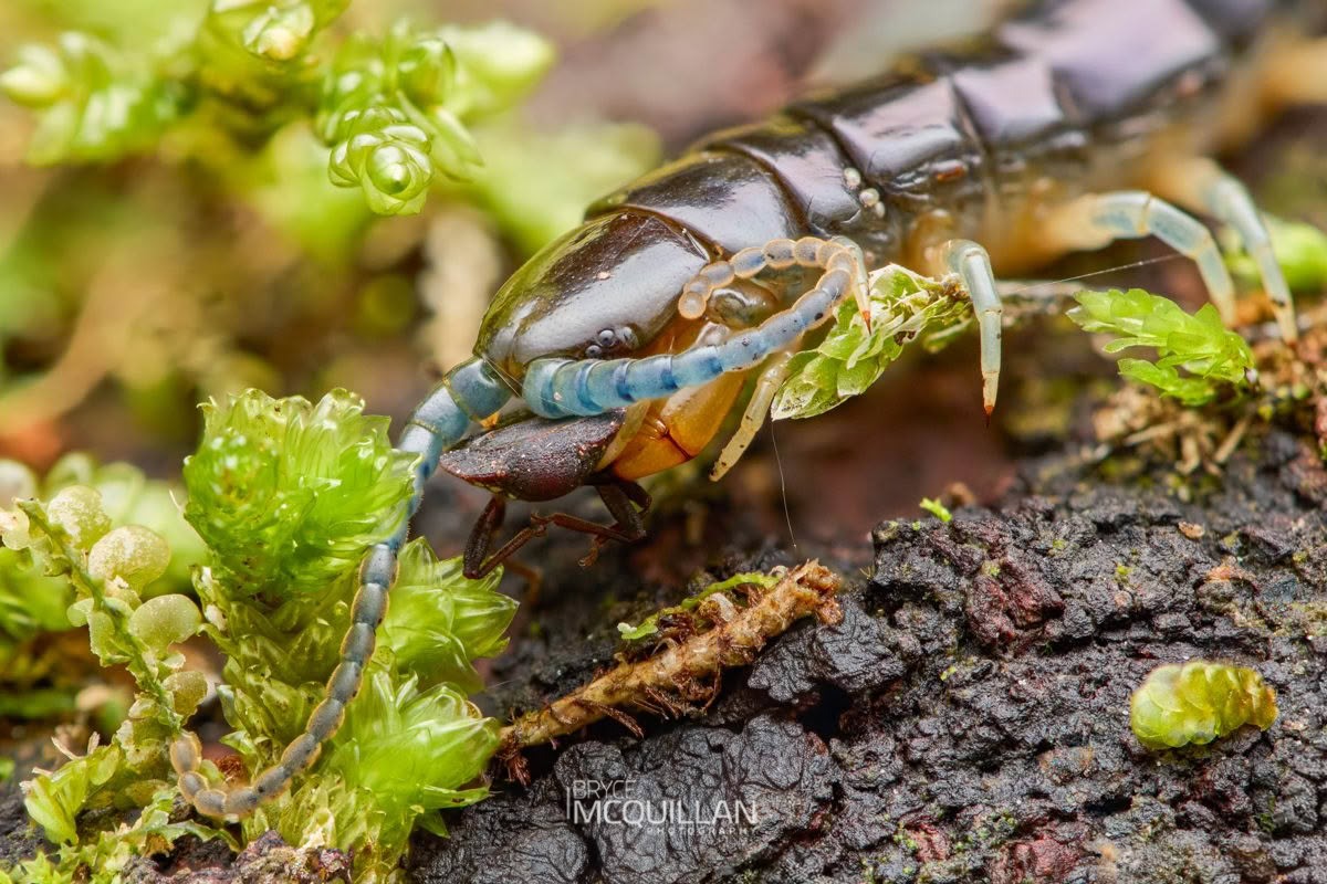 Cormocephalus westwoodi huttoni, photographed in New Zealand by Bryce McQuillan