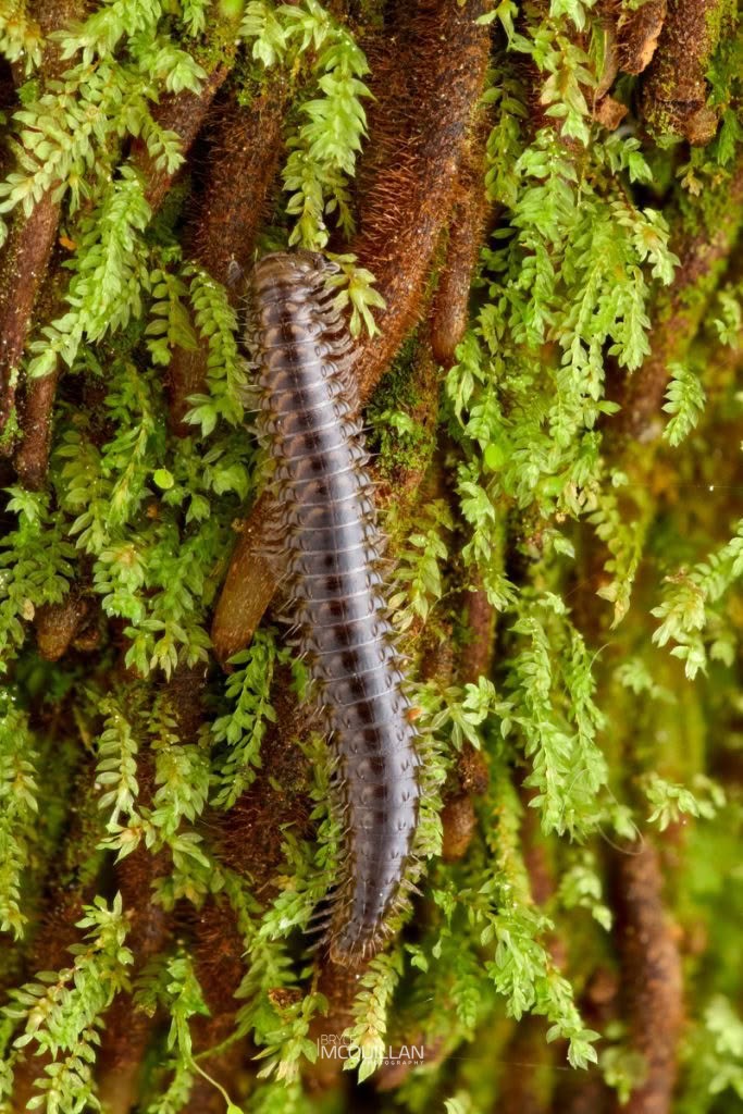 Schedotrigona spp, Metopidiotrichidae, photographed in New Zealand by Bryce McQuillan