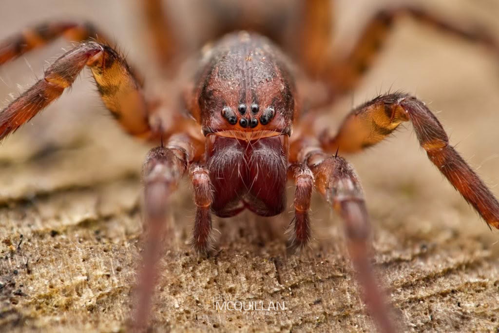 Uliodon sp, Zoropsidae, photographed in New Zealand by Bryce McQuillan