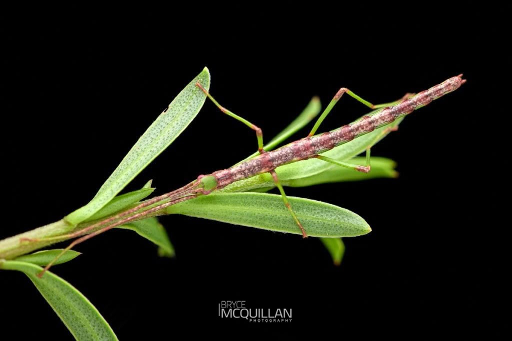 Smooth Stick Insect (Clitarchus hookeri), Phasmatidae, photographed in New Zealand by Bryce McQuillan