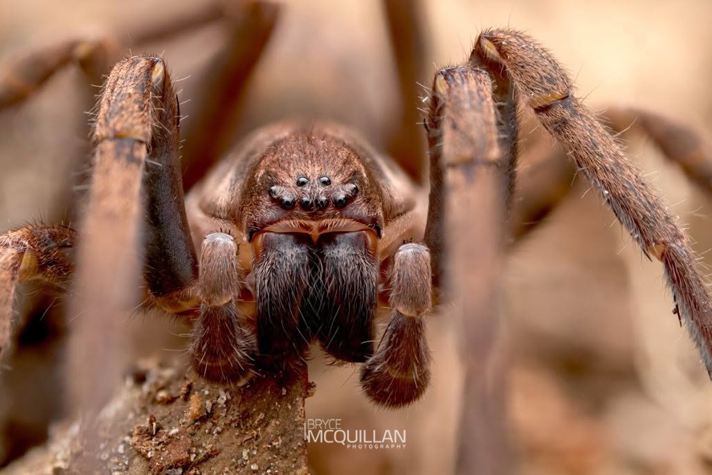 Large Brown Vagrant Spider (Uliodon albopunctatus), Zoropsidae, photographed in New Zealand by Bryce McQuillan