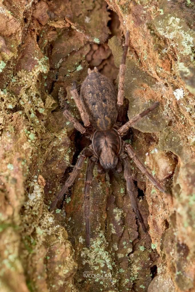 Large Brown Vagrant Spider (Uliodon albopunctatus), Zoropsidae, photographed in New Zealand by Bryce McQuillan