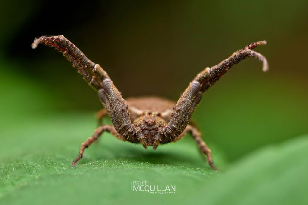 Square-ended Crab Spider (Sidymella angularis), Thomisidae, photographed in New Zealand by Bryce McQuillan