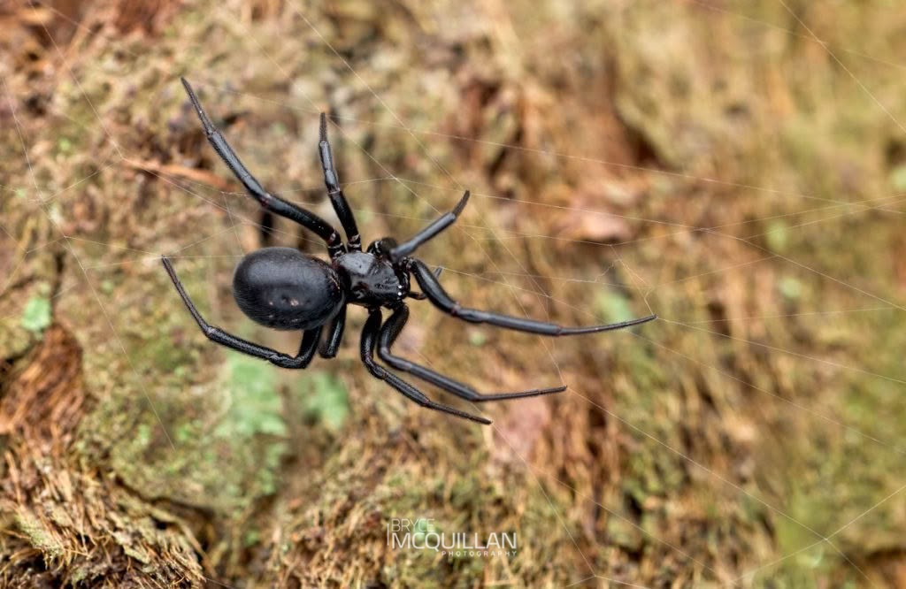 False Katipo (Steatoda capensis), Theridiidae, photographed in New Zealand by Bryce McQuillan