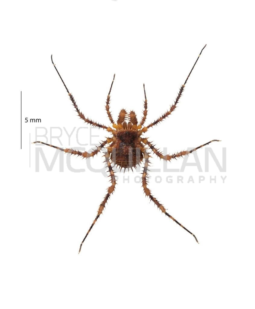 Triregia fairburni grata, Triaenonychidae, photographed in New Zealand by Bryce McQuillan