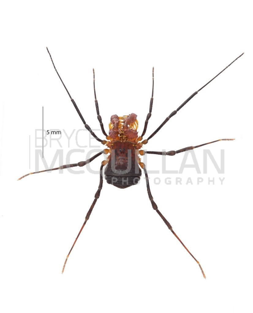 Sorensenella rotara, Triaenonychidae, photographed in New Zealand by Bryce McQuillan