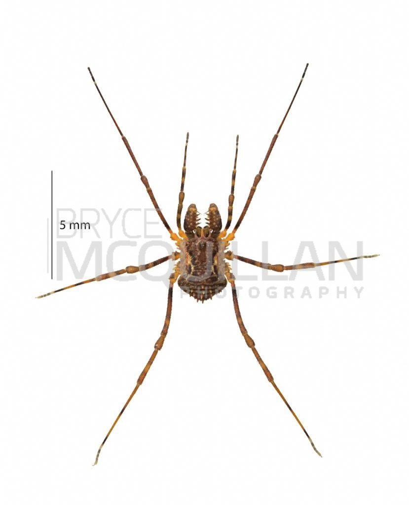 Algidia sp, Triaenonychidae, photographed in New Zealand by Bryce McQuillan