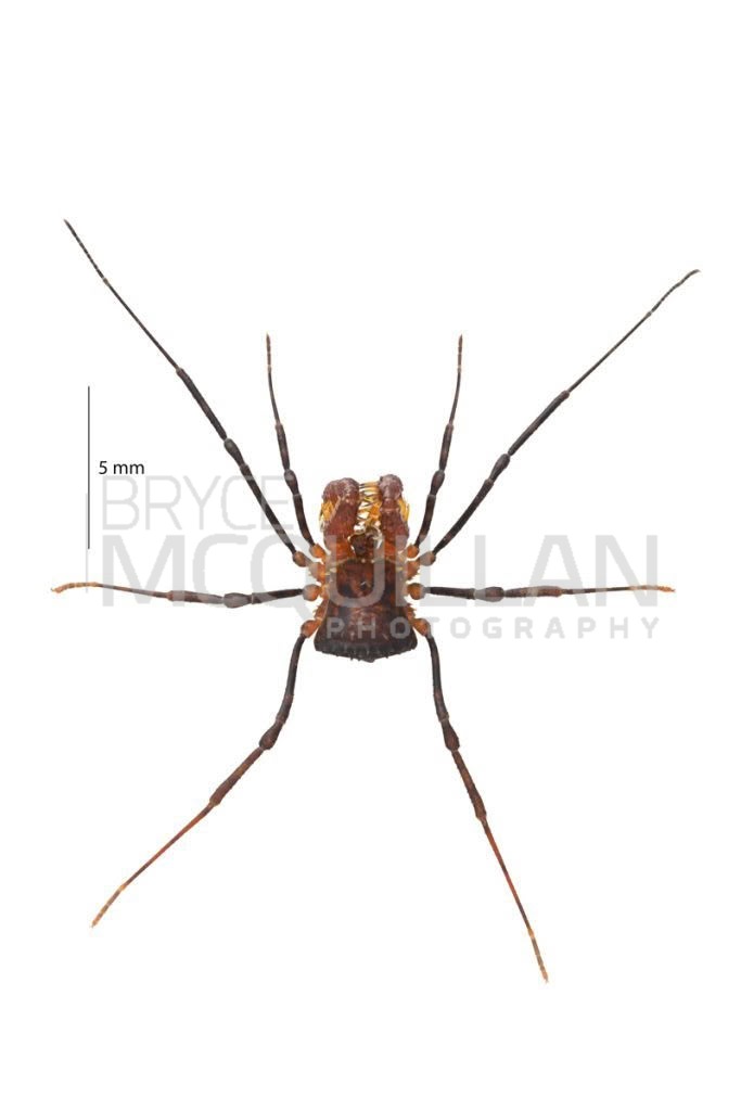 Sorensenella rotara, Triaenonychidae, photographed in New Zealand by Bryce McQuillan