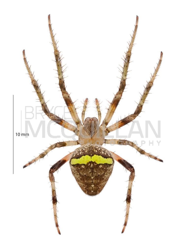 Whitebanded Orbweb Spider (Zealaranea crassa), Araenidae, photographed in New Zealand by Bryce McQuillan