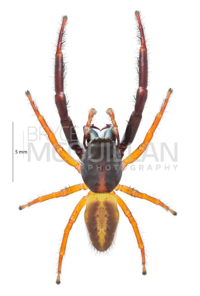 Black-headed Jumping Spider (Trite planiceps), Salticidae, photographed in New Zealand by Bryce McQuillan