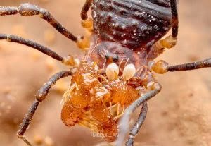 Sorensenella rotara, Triaenonychidae, photographed in New Zealand by Bryce McQuillan