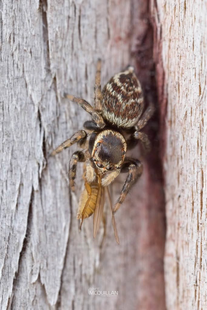 Maratus griseus, Salticidae, photographed in New Zealand by Bryce McQuillan