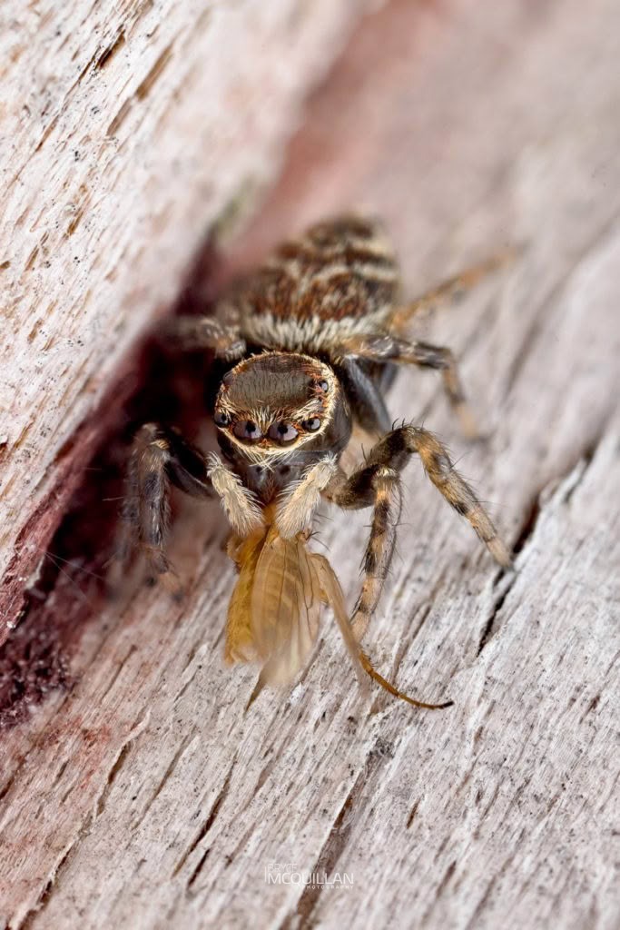 Maratus griseus, Salticidae, photographed in New Zealand by Bryce McQuillan