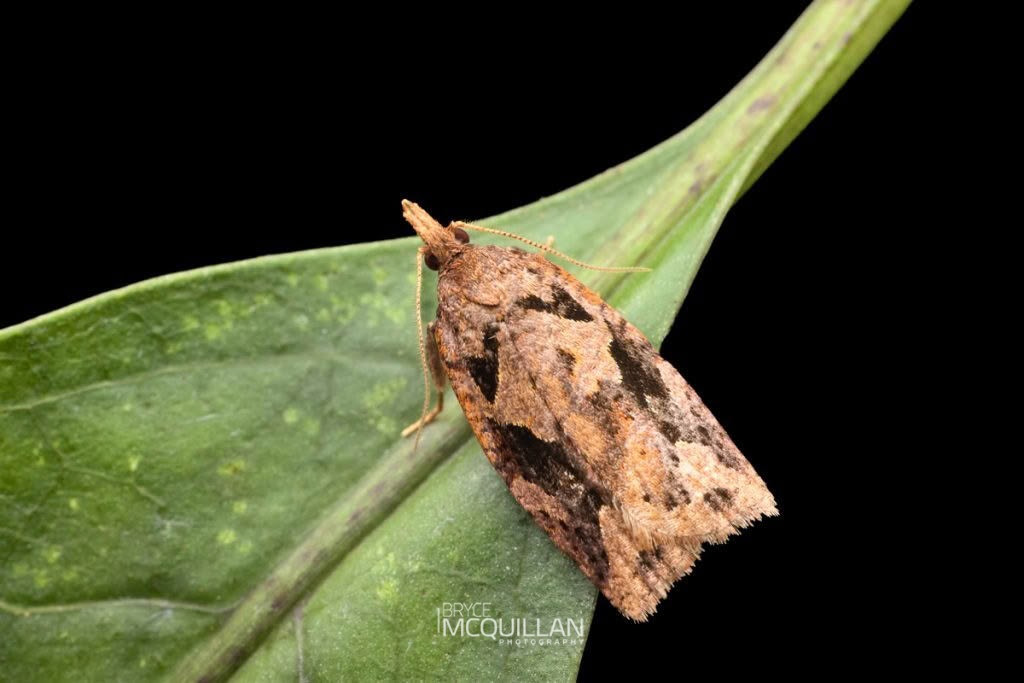 Blackheaded Leafroller (Ctenopseustis obliquana), Tortricidae, photographed in New Zealand by Bryce McQuillan