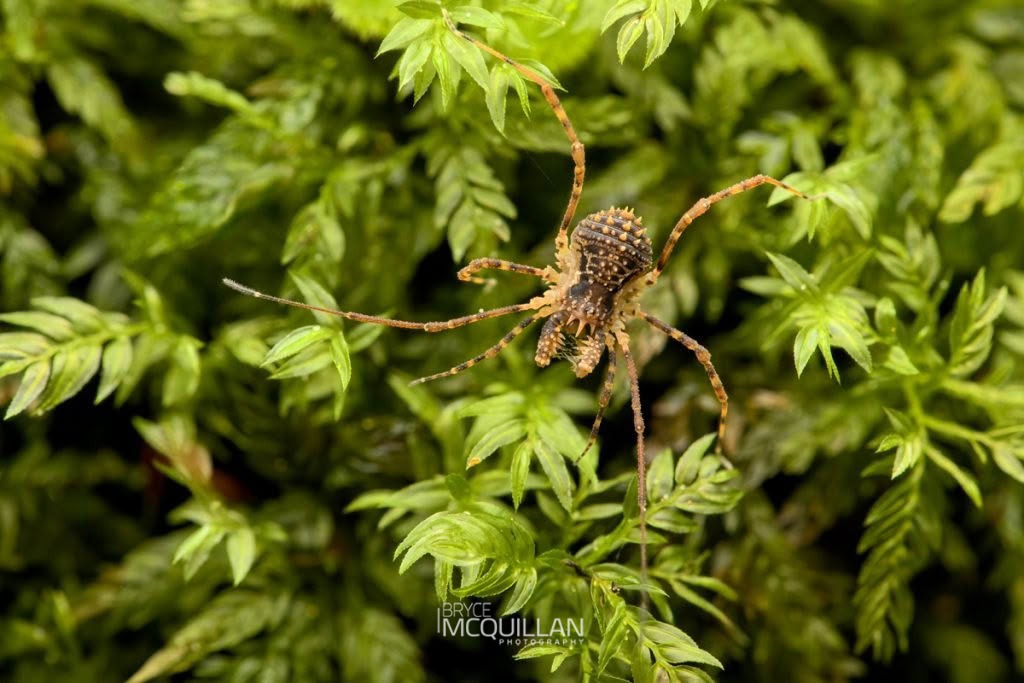 Algidia sp, Triaenonychidae, photographed in New Zealand by Bryce McQuillan