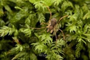 Algidia sp, Triaenonychidae, photographed in New Zealand by Bryce McQuillan