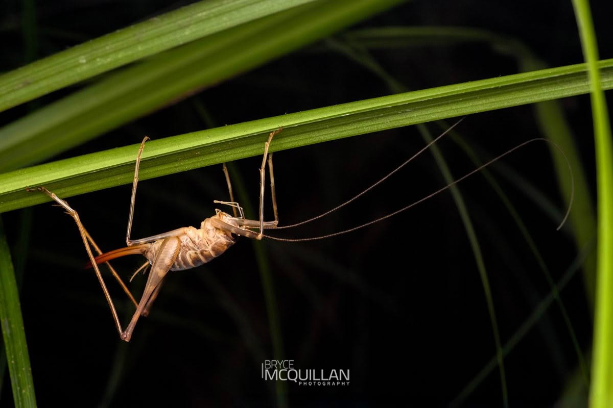 Auckland Cave Wētā (Pachyrhamma acanthocera), Rhaphidophoridae, photographed in New Zealand by Bryce McQuillan