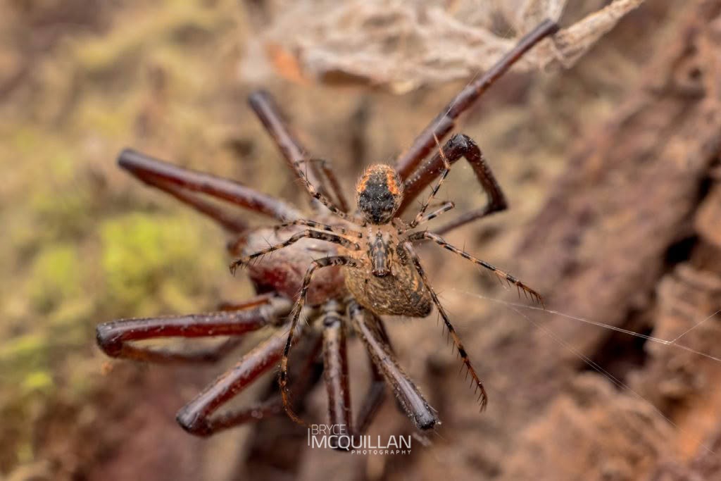 Australomimetus maculosus, Mimetidae, photographed in New Zealand by Bryce McQuillan