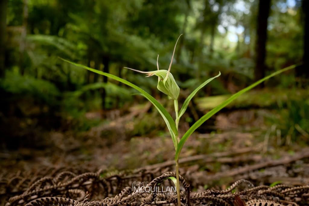 Tutukiwi (Pterostylis banksii), Orchidaceae, photographed in New Zealand by Bryce McQuillan