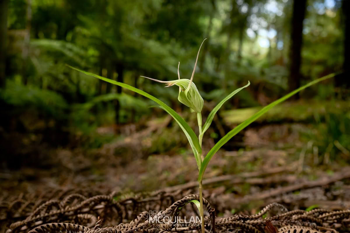 Tutukiwi (Pterostylis banksii), Orchidaceae, photographed in New Zealand by Bryce McQuillan