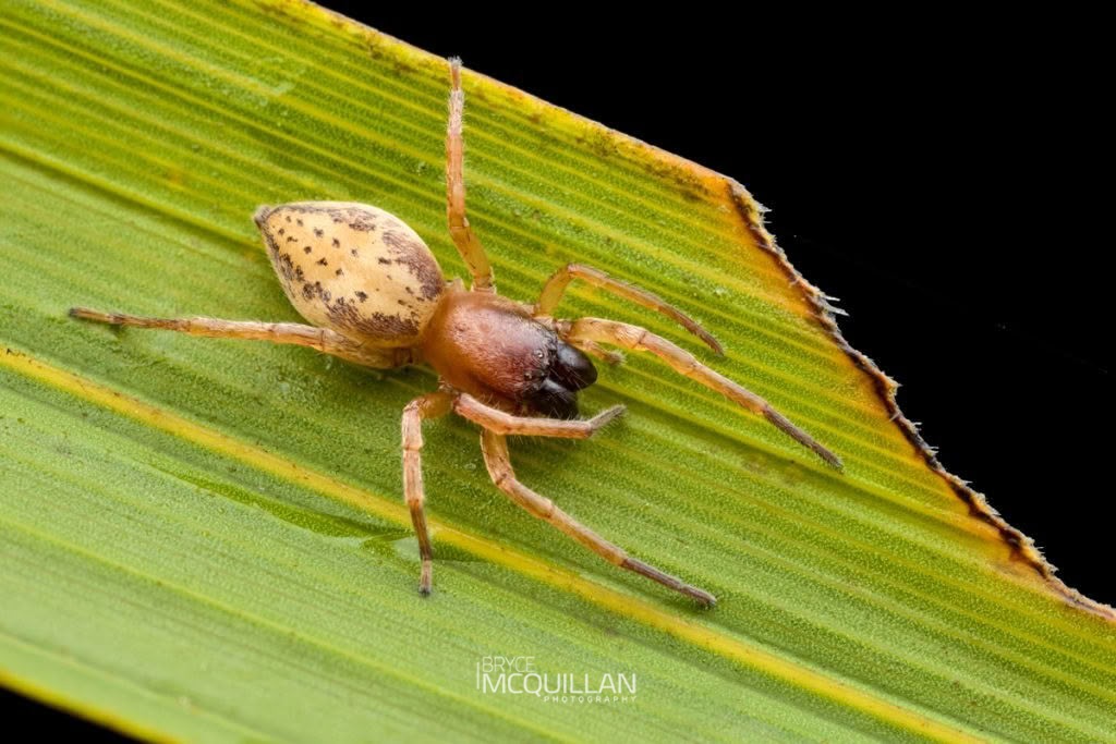 Clubiona pecularis, Clubionidae, photographed in New Zealand by Bryce McQuillan