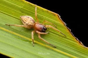 Clubiona pecularis, Clubionidae, photographed in New Zealand by Bryce McQuillan