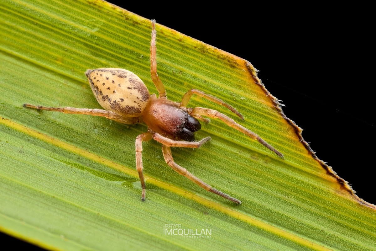 Clubiona pecularis, Clubionidae, photographed in New Zealand by Bryce McQuillan