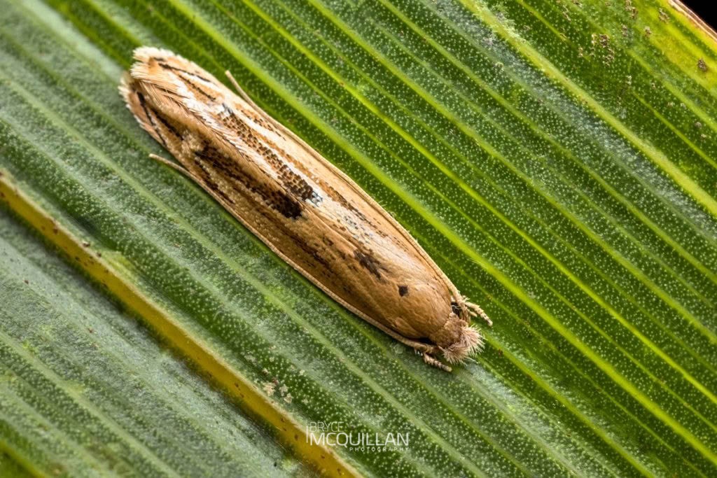 Amphixystis hapsimacha, Tineidae, photographed in New Zealand by Bryce McQuillan