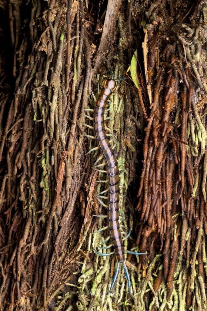 New Zealand giant centipede (Cormocephalus rubriceps), photographed in New Zealand by Bryce McQuillan