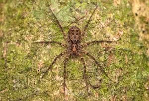 Cycloctenus sp, Cycloctenidae, photographed in New Zealand by Bryce McQuillan