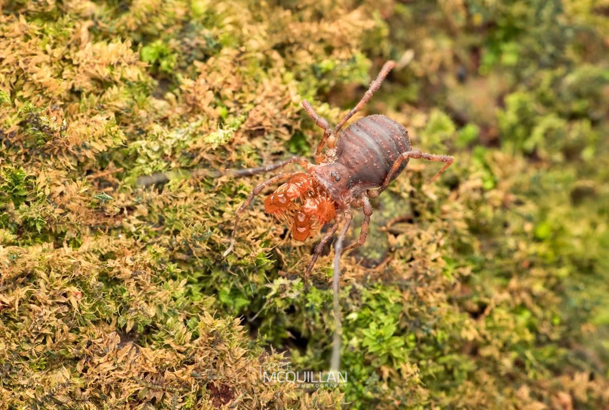 Sorensenella spp, Triaenonychidae, photographed in New Zealand by Bryce McQuillan