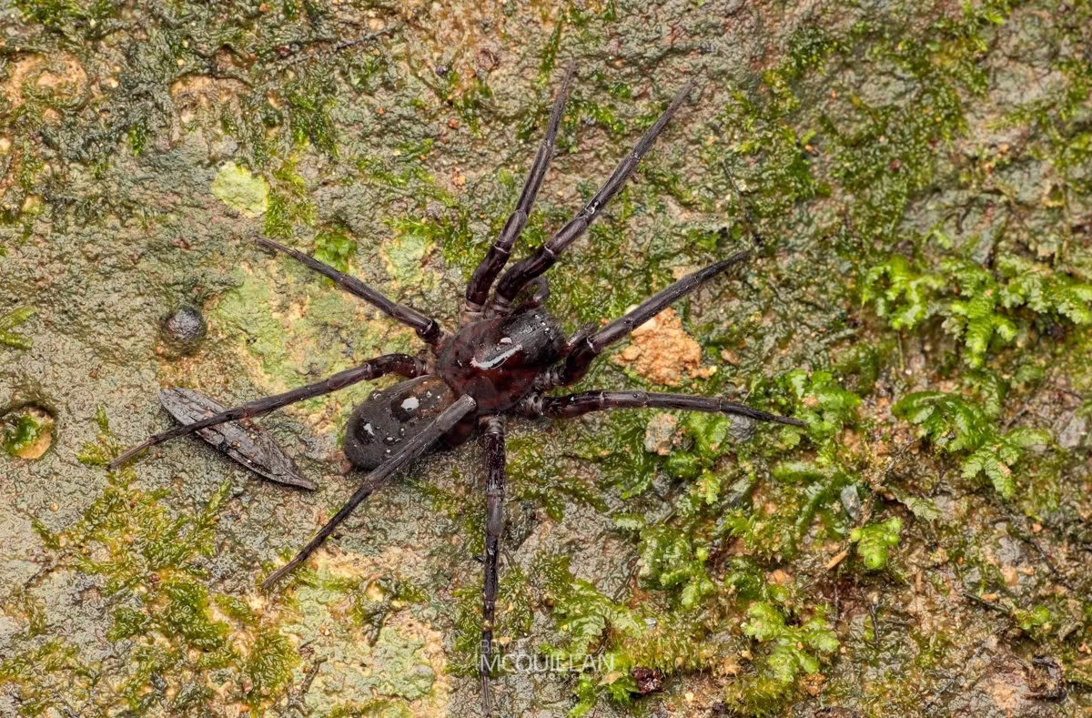 Uliodon sp, Zoropsidae, photographed in New Zealand by Bryce McQuillan