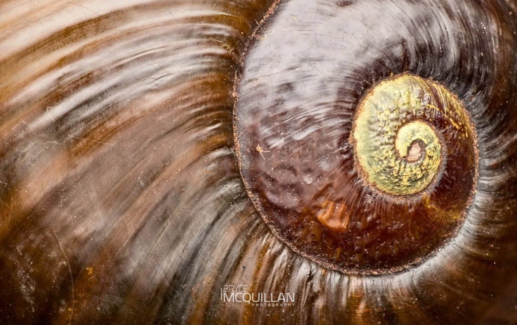 Kauri Snail (Paryphanta busbyi), Rhytididae, photographed in New Zealand by Bryce McQuillan