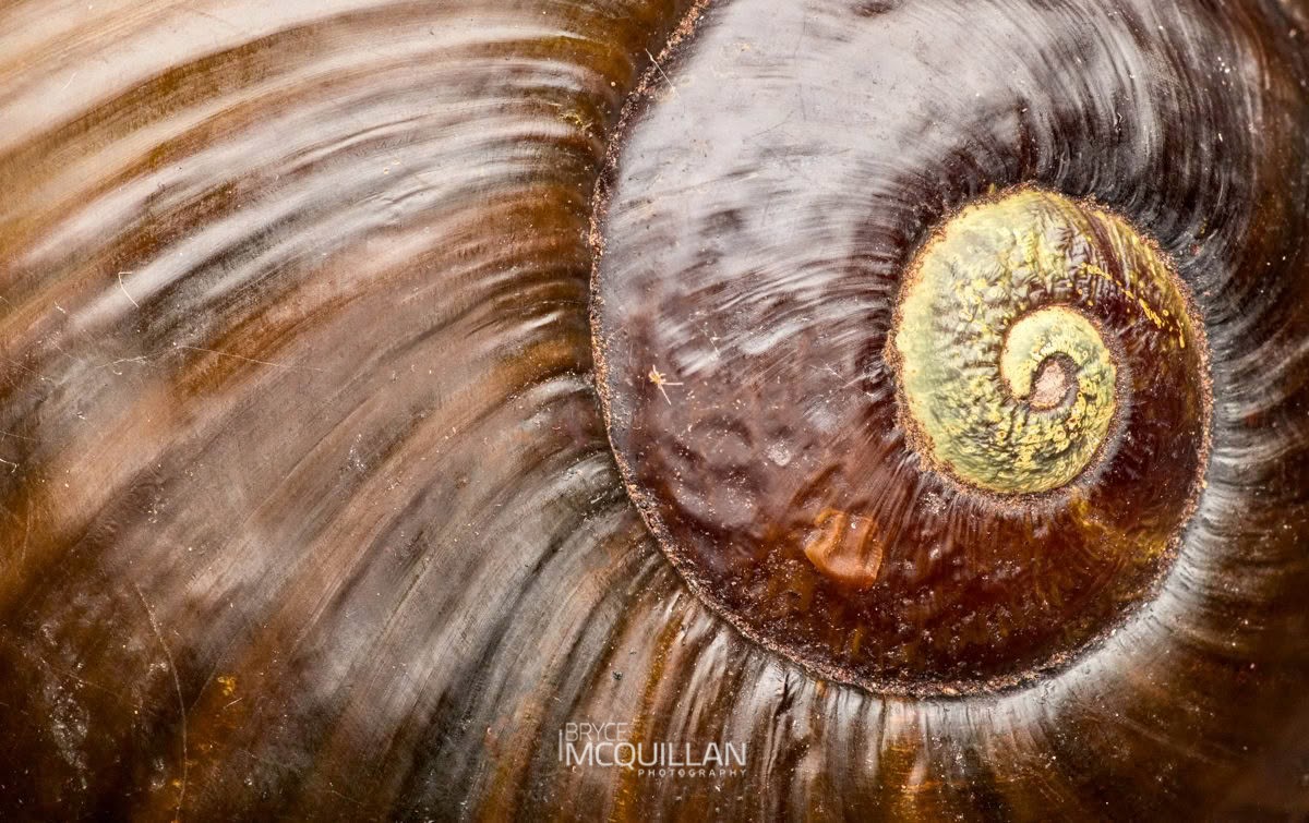 Kauri Snail (Paryphanta busbyi), Rhytididae, photographed in New Zealand by Bryce McQuillan