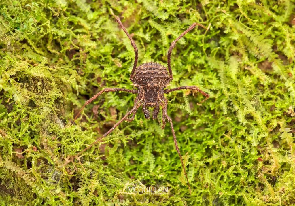 Triregia bilineata, Triaenonychidae, photographed in New Zealand by Bryce McQuillan