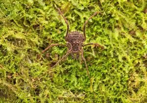 Triregia bilineata, Triaenonychidae, photographed in New Zealand by Bryce McQuillan