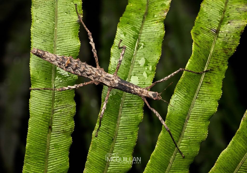 Spinotectarchus acornutus, Diapheromeridae, photographed in New Zealand by Bryce McQuillan