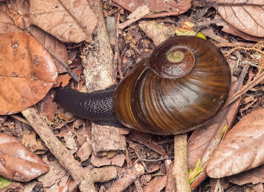 Kauri Snail (Paryphanta busbyi), Rhytididae, photographed in New Zealand by Bryce McQuillan