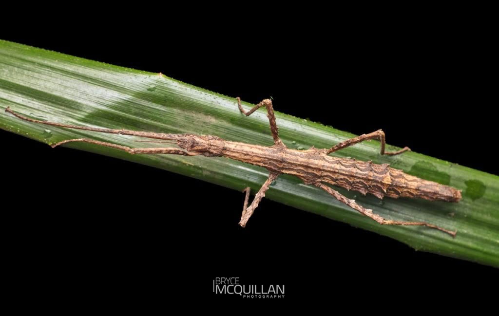 Spinotectarchus acornutus, Diapheromeridae, photographed in New Zealand by Bryce McQuillan