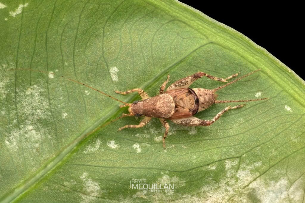 Ornebius aperta, Mogoplistidae, photographed in New Zealand by Bryce McQuillan