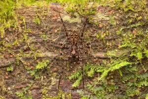 Cycloctenus sp, Cycloctenidae, photographed in New Zealand by Bryce McQuillan
