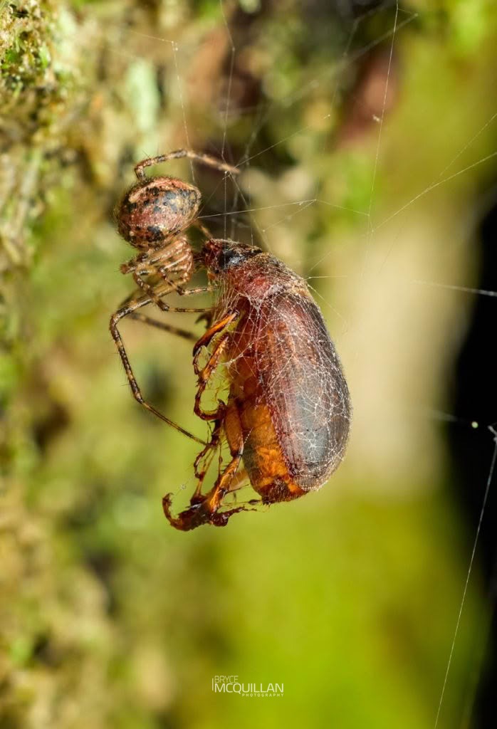 Therididae, Therididae, photographed in New Zealand by Bryce McQuillan
