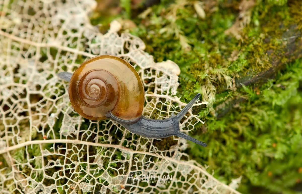 Oxychilus draparnaudi, Oxychilidae, photographed in New Zealand by Bryce McQuillan