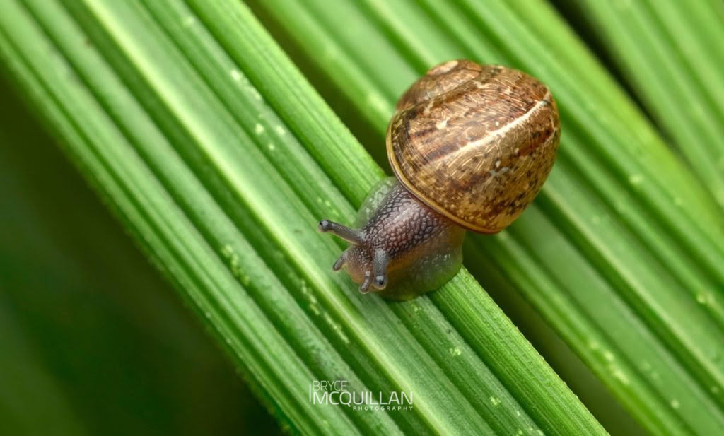 Cornu aspersum, Helicidae, photographed in New Zealand by Bryce McQuillan