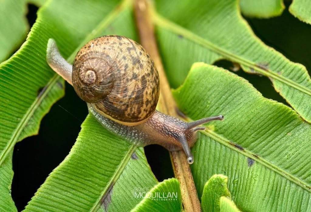 Cornu aspersum, Helicidae, photographed in New Zealand by Bryce McQuillan